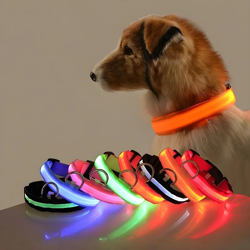 Fluorescenční LED obojek pro psy pro bezpečné večerní procházky 1