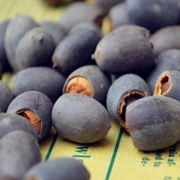 Prémiová semínka lotosu Bonsai – 10 barevných semínek vodního lotosu pro vodní zahrady a vnitřní použití 2