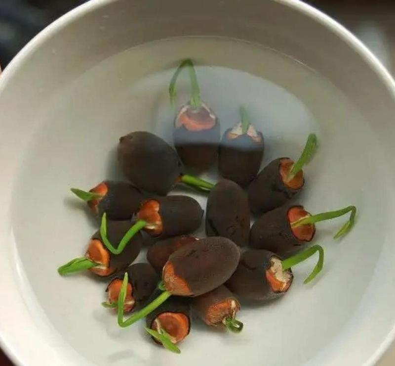 Prémiová semínka lotosu Bonsai – 10 barevných semínek vodního lotosu pro vodní zahrady a vnitřní použití 3